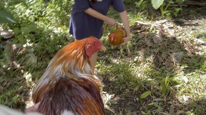 Eddie Sioson Blues Broodcock vs Bulik AA
