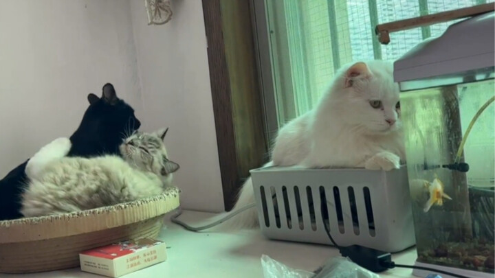 Meow Redundant
