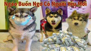 Thú Cưng TV | Ngáo Và Ngơ #45 | chó thông minh vui nhộn | Pets funny cute smart dog