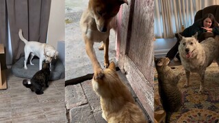 猫狗双全的幸福感直线上升⤴︎