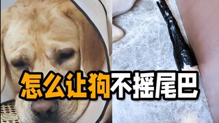 狗尾巴最难治了！怎么才能让狗不摇尾巴啊？！