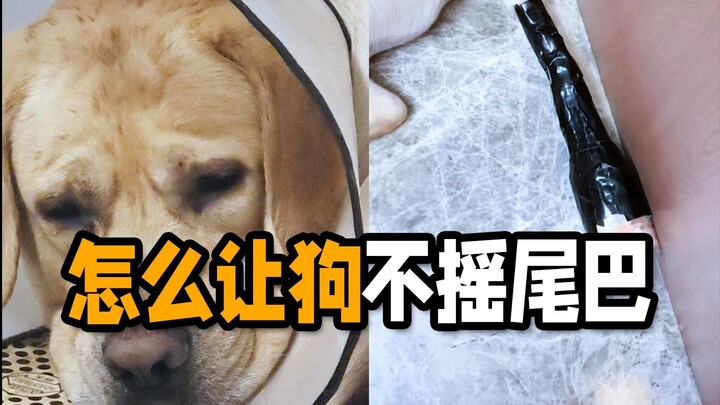 狗尾巴最难治了！怎么才能让狗不摇尾巴啊？！