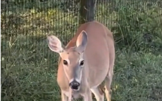 Deer: This grass is a bit long.