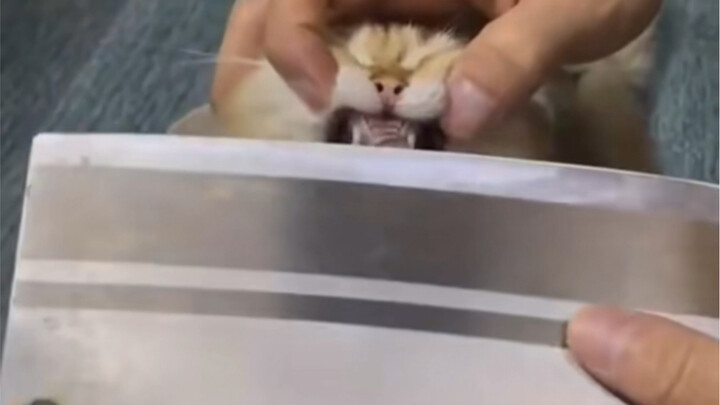 The wanted kitten has been arrested, please rest assured