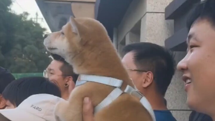 Thì ra, cún con cũng thích xem náo nhiệt nhỉ!