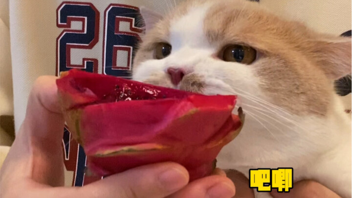 ما هو إلا ثمرة دراق ناري! بكيتِ طوال بعد الظهر، ماشي، سأشتري لكِ واحدة أخرى...