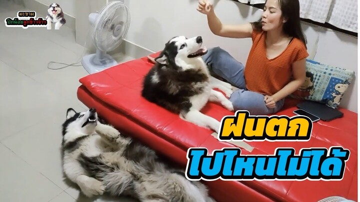 “อ้อนแม่แพล็บ“เซ็งจุงเบย ฝนตกไปไหนก็ได้ไม่ได้  | มะขาม ปึกน้อย ลูกข้าวจ้าว EP. 323