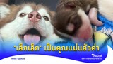 'เล็กเล็ก' ไซบีเรียน คลอดแล้ว เป็นคุณแม่ป้ายแดง น่ารักน่าเอ็นดูมาก|Thainews - ไทยนิวส์|Update-16-GT