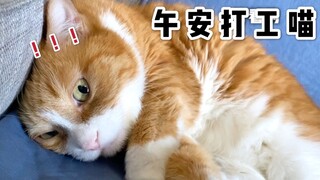 Good afternoon, working cat!