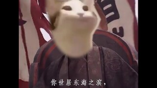 诸葛popo猫