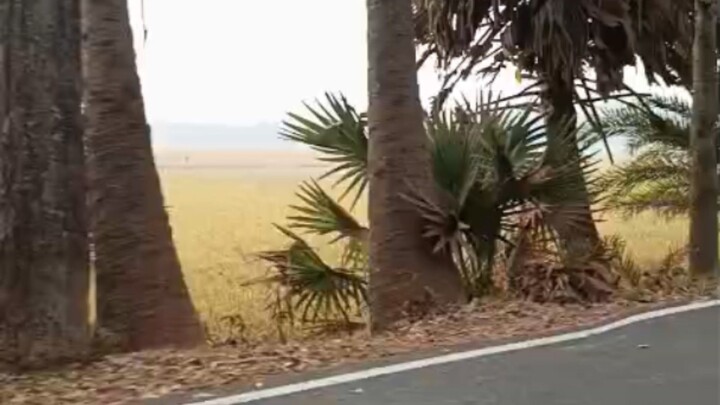 প্রকৃতির পরশ বুলিয়ে নেয়া।  অপরূপ সৌন্দর্যের লীলাভূমি বাংলাদেশ !