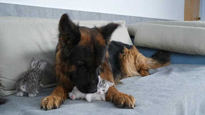 Induk kucing memperlihatkan kepada anak-anaknya bahwa anjing German Shepherd aman