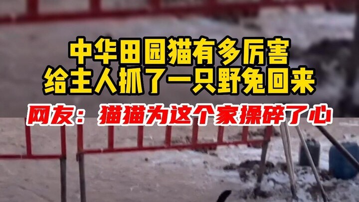 Mèo cỏ Trung Quốc lợi hại đến mức nào? Đi ra ngoài bắt được một con thỏ rừng mang về cho chủ nhân!