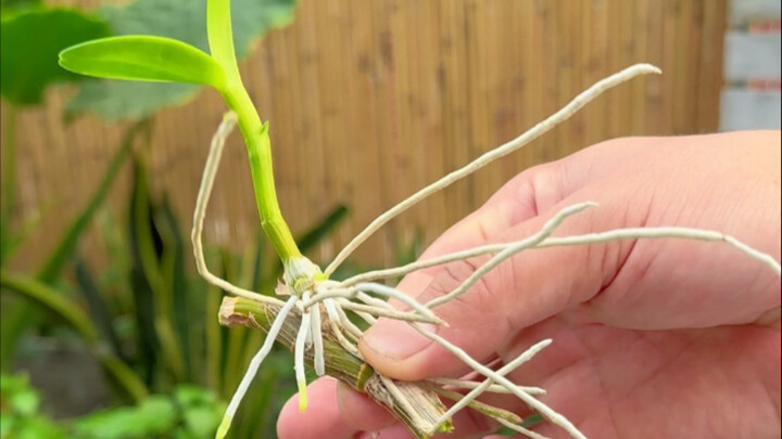 Learn Cutting Propagation to Grow Flowers for Free!