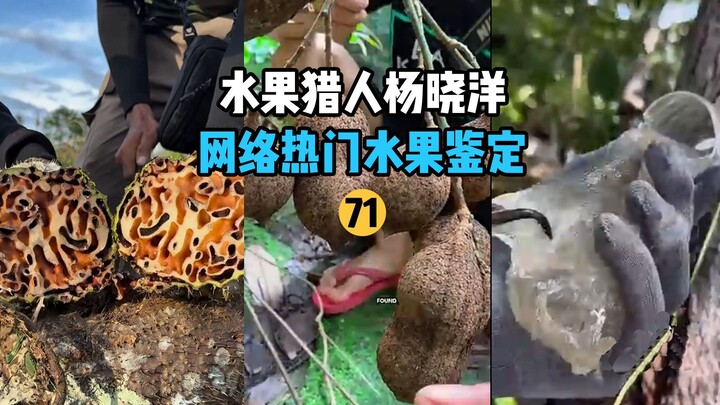 [Thợ săn trái cây × Hunter] Giám định trái cây nổi tiếng trên mạng 71