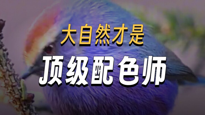 I finally understand why Li Xian loves photographing birds!