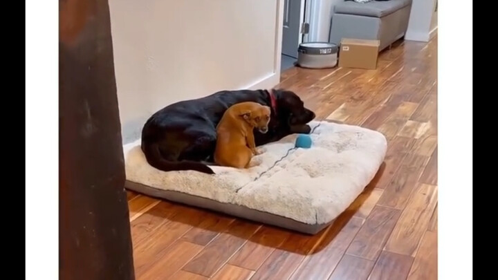 ลูกหมาแสดงความคิดได้เก่งกว่าผู้ใหญ่บางคนเยอะเลย!