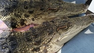 [Pet] What Will Happen when You Use a Mirror on an Alligator?