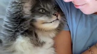 The kitten is so cute that I don't want to go out.