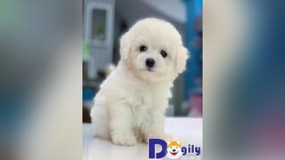 Có nhận hongchó_cưng chócute chócon chóconđángyêu chóconcute