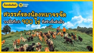 สวรรค์ของน้องหมาจรจัด บนพื้นที่กว่า 900 ไร่ที่สร้างขึ้นด้วยใจ | Dog's Clip