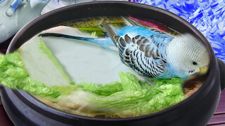 How A Parrot Enjoys Its First Bath