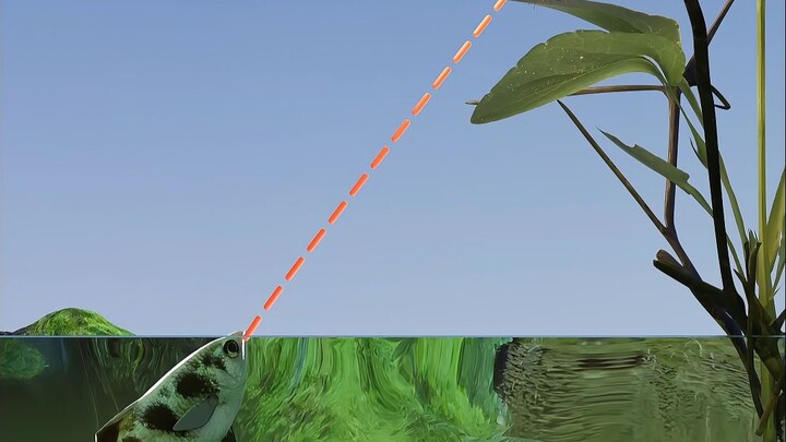 Apa? Ikan yang melepaskan semprotan air bertekanan tinggi!