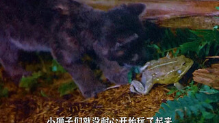 跨越种族的亲情，9.1高分电影值得所有人一看