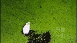 Mouse: Are you kidding? I can swim!