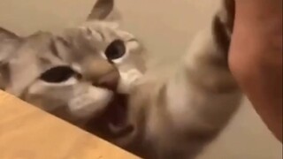 Melolong, anak kucing