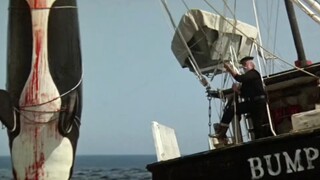 来自虎鲸的报复