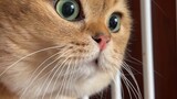 มีนักแปลคนไหนที่สามารถแปลภาษาแมวได้บ้าง?