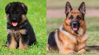 How dogs grow up from puppies