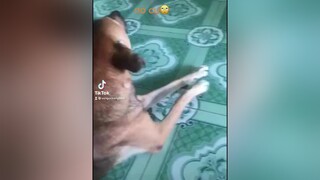 Chiếc chó nuôi 7 năm hiểu tiếng người, nhiều khi cũng hơi sợ mọi người ạ😂 dog chó_cưng chócỏ