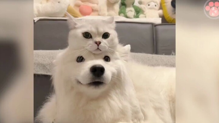 “If two beasts share a lasting bond, it’s far more than just cats and dogs.”