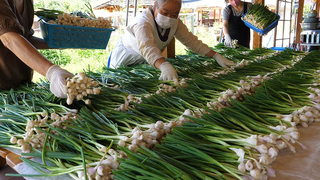 Grandma Seafood Pajeon Master / แพนเค้กหัวหอมเวลส์ (pajeon) - อาหารข้างทางเกาหลี