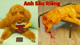 Thú Cưng TV | Cô cô và Sầu riêng #26 | Chó Golden Gâu Đần thông minh vui nhộn | Pets cute smart dog