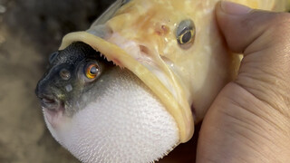 Fish Eats Fish Can't Eat Any More Fish - Xiaoyu Eats Fish