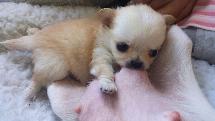 This Chihuahua who used to drink milk so seriously has already grown up in the blink of an eye—it’s 