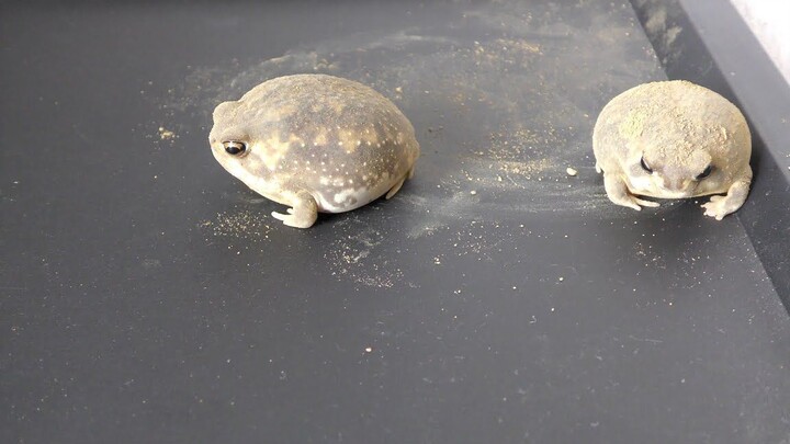 【Katak Mantou】Tepung Kedelai Hari Ini Juga Sangat Menggemaskan