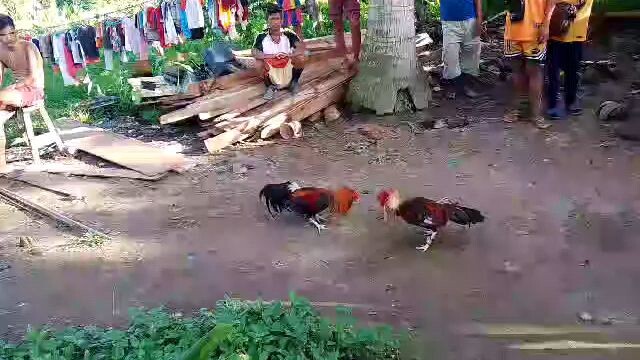 friendly fight of neighbors 2