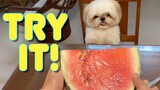 Shih Tzu Dog Eats Watermelon for the First Time | It's Cuteness Overload!
