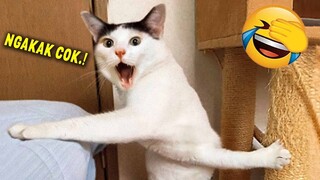 TAHAN TAWA.!😂 10 Menit Video Kucing Lucu Terbaru yang Bikin Ngakak 2023 ~ Kucing Tiktok Lucu