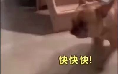 You’ll never understand unless you own a dog—the kind of disappointment when you open the door and y
