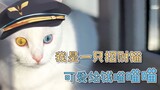 劫财猫【B限/神楽めあ】