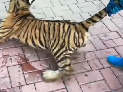Nhanh xem đi, cái đuôi kìa, cái đuôi vẫn còn không