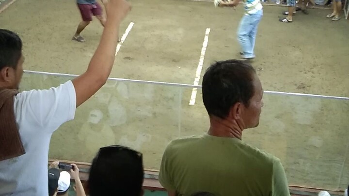HACKFIGHT #Talisayin💪💪 #Backyardbreeder #sabongero