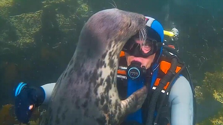 Hải cẩu chỉ nghĩ rằng bạn đang cần giúp đỡ, thật đáng yêu và tốt bụng!