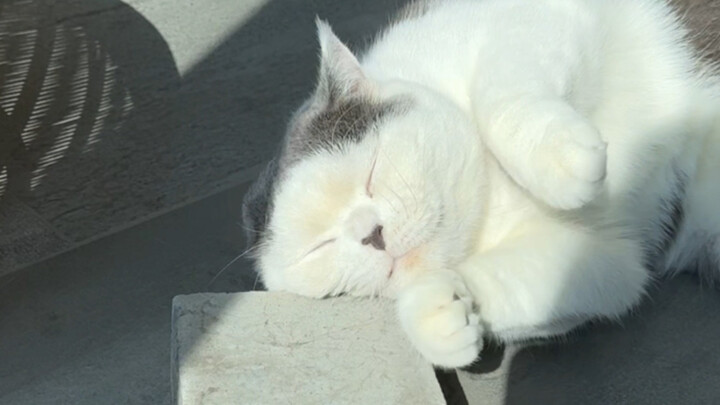 Abébé, the little cat’s favorite, was a brick that kept it company during its days as a stray.