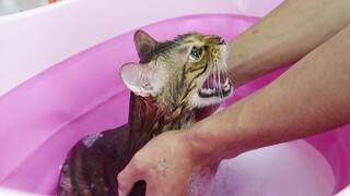 Furious Amber: High-energy profanity-filled insults! Super fierce tiger roar! Tears the shower atten